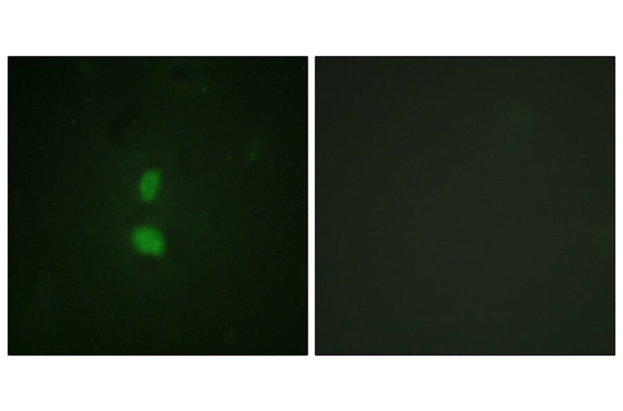 Immunofluorescence - SNAI1 (Phospho-Ser246) Antibody from Signalway Antibody (11709) - Antibodies.com