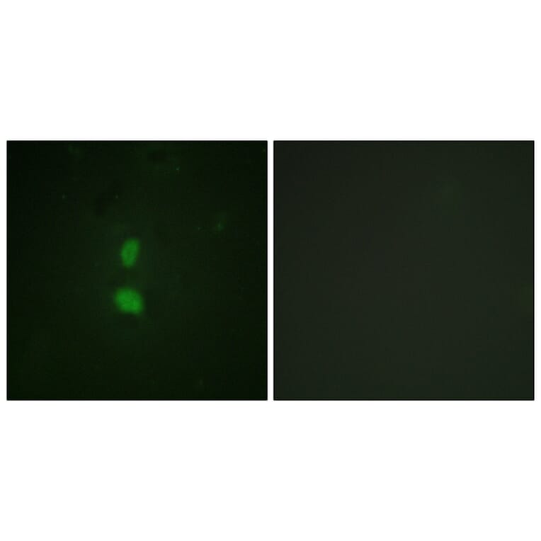 Immunofluorescence - SNAI1 (Phospho-Ser246) Antibody from Signalway Antibody (11709) - Antibodies.com