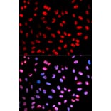 Immunofluorescence - ESPL1 (Phospho-Ser1126) antibody from Signalway Antibody (12175) - Antibodies.com