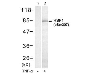 Western blot - HSF1 (Phospho-Ser307) Antibody from Signalway Antibody (11195) - Antibodies.com