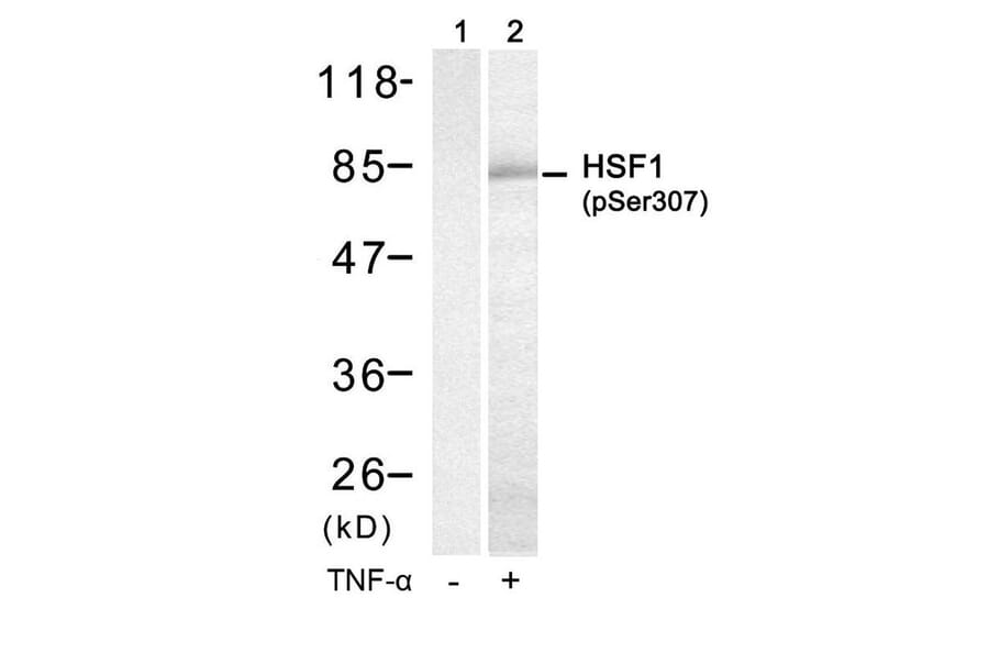 Western blot - HSF1 (Phospho-Ser307) Antibody from Signalway Antibody (11195) - Antibodies.com