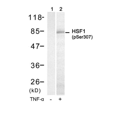 Western blot - HSF1 (Phospho-Ser307) Antibody from Signalway Antibody (11195) - Antibodies.com