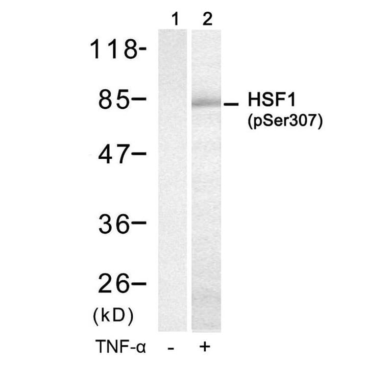 Western blot - HSF1 (Phospho-Ser307) Antibody from Signalway Antibody (11195) - Antibodies.com