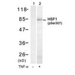 Western blot - HSF1 (Phospho-Ser307) Antibody from Signalway Antibody (11195) - Antibodies.com