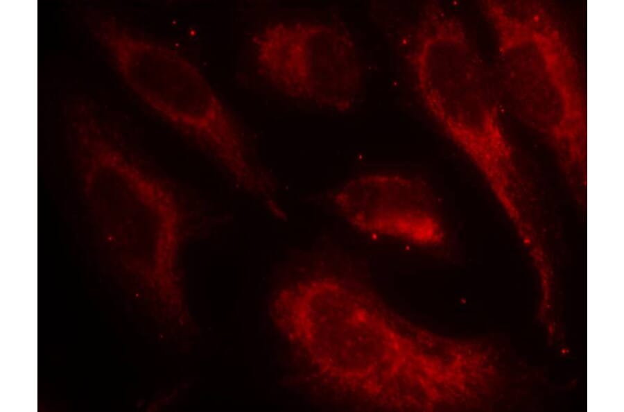 Immunofluorescence - HSF1 (Phospho-Ser307) Antibody from Signalway Antibody (11195) - Antibodies.com