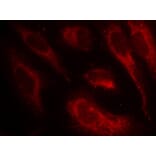 Immunofluorescence - HSF1 (Phospho-Ser307) Antibody from Signalway Antibody (11195) - Antibodies.com