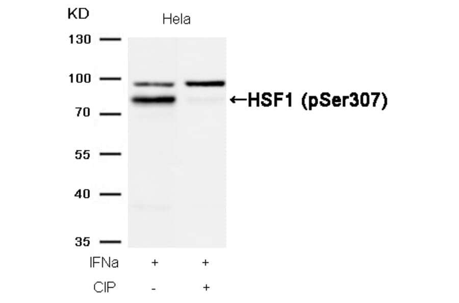 Western blot - HSF1 (Phospho-Ser307) Antibody from Signalway Antibody (11195) - Antibodies.com