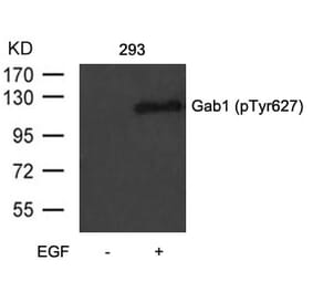 Western blot - Gab1 (Phospho-Tyr627) Antibody from Signalway Antibody (11291) - Antibodies.com