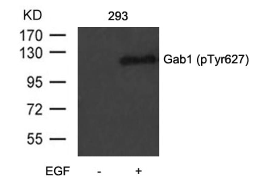 Western blot - Gab1 (Phospho-Tyr627) Antibody from Signalway Antibody (11291) - Antibodies.com