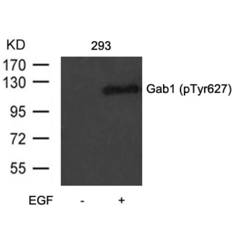 Western blot - Gab1 (Phospho-Tyr627) Antibody from Signalway Antibody (11291) - Antibodies.com