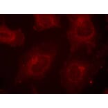 Immunofluorescence - Gab1 (Phospho-Tyr627) Antibody from Signalway Antibody (11291) - Antibodies.com