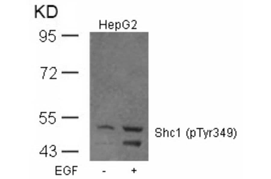 Western blot - Shc1 (Phospho-Tyr349) Antibody from Signalway Antibody (11316) - Antibodies.com