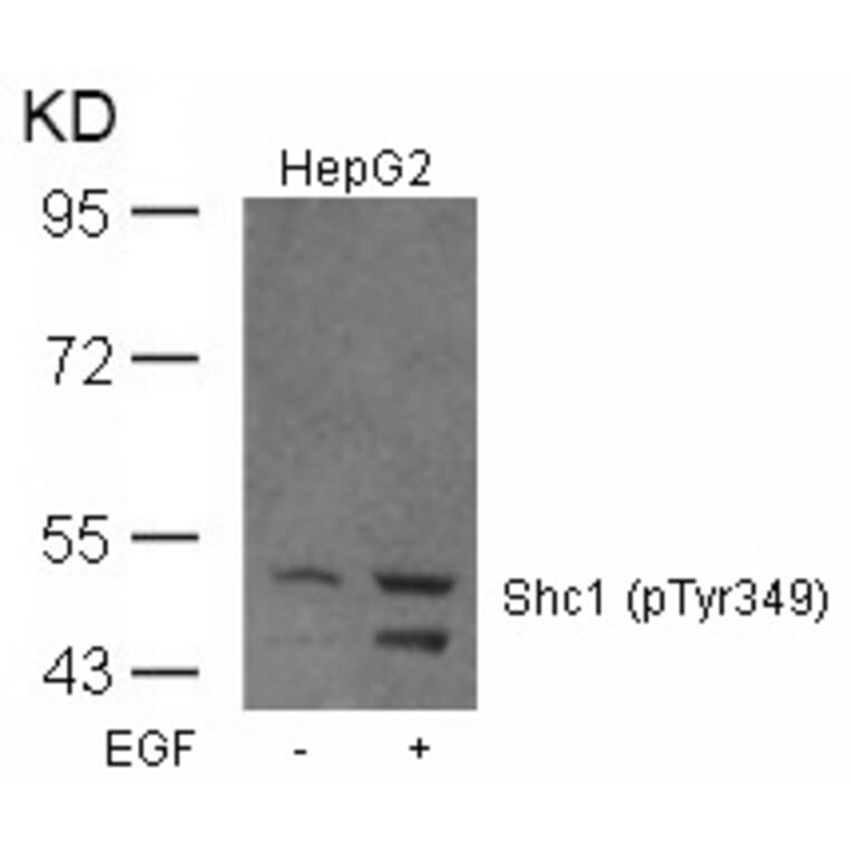 Western blot - Shc1 (Phospho-Tyr349) Antibody from Signalway Antibody (11316) - Antibodies.com
