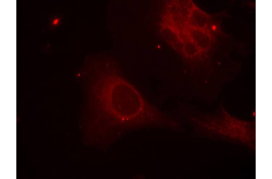 Immunofluorescence - Shc1 (Phospho-Tyr349) Antibody from Signalway Antibody (11316) - Antibodies.com