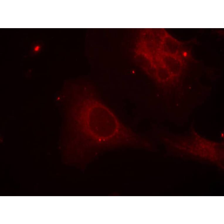 Immunofluorescence - Shc1 (Phospho-Tyr349) Antibody from Signalway Antibody (11316) - Antibodies.com