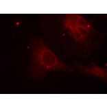 Immunofluorescence - Shc1 (Phospho-Tyr349) Antibody from Signalway Antibody (11316) - Antibodies.com