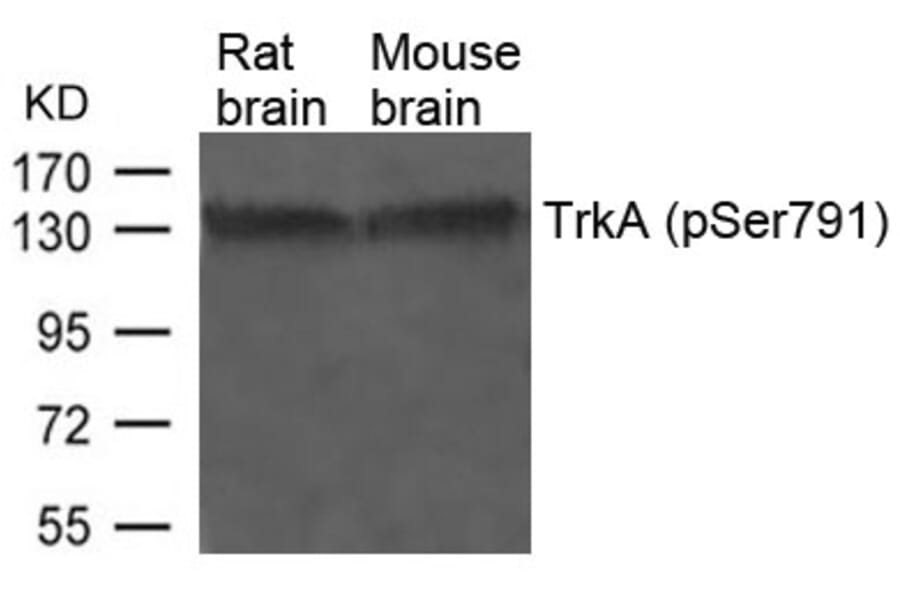 Western blot - TrkA (Phospho-Ser791) Antibody from Signalway Antibody (11326) - Antibodies.com