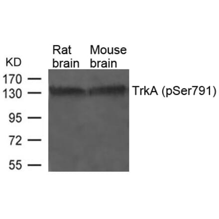Western blot - TrkA (Phospho-Ser791) Antibody from Signalway Antibody (11326) - Antibodies.com
