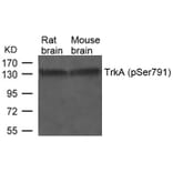 Western blot - TrkA (Phospho-Ser791) Antibody from Signalway Antibody (11326) - Antibodies.com