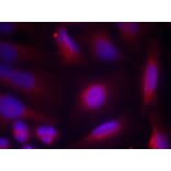 Immunofluorescence - TrkA (Phospho-Ser791) Antibody from Signalway Antibody (11326) - Antibodies.com