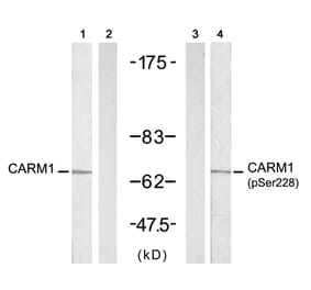 Western blot - CARM1 (Phospho-Ser228) antibody from Signalway Antibody (11331) - Antibodies.com