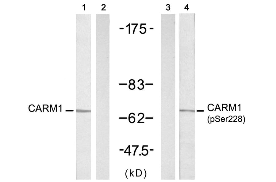 Western blot - CARM1 (Phospho-Ser228) antibody from Signalway Antibody (11331) - Antibodies.com