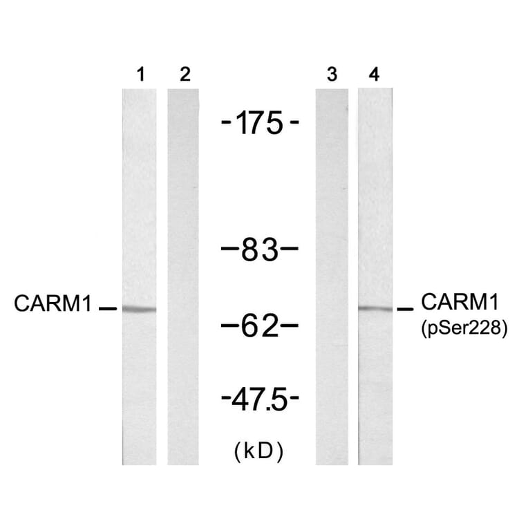 Western blot - CARM1 (Phospho-Ser228) antibody from Signalway Antibody (11331) - Antibodies.com