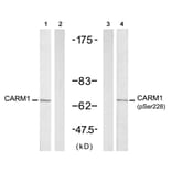 Western blot - CARM1 (Phospho-Ser228) antibody from Signalway Antibody (11331) - Antibodies.com