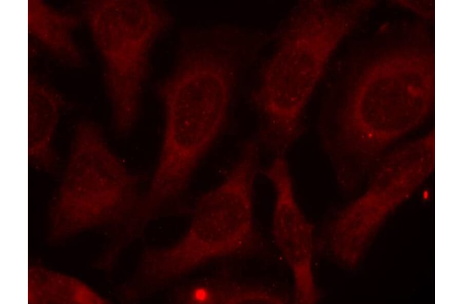 Immunofluorescence - CARM1 (Phospho-Ser228) antibody from Signalway Antibody (11331) - Antibodies.com