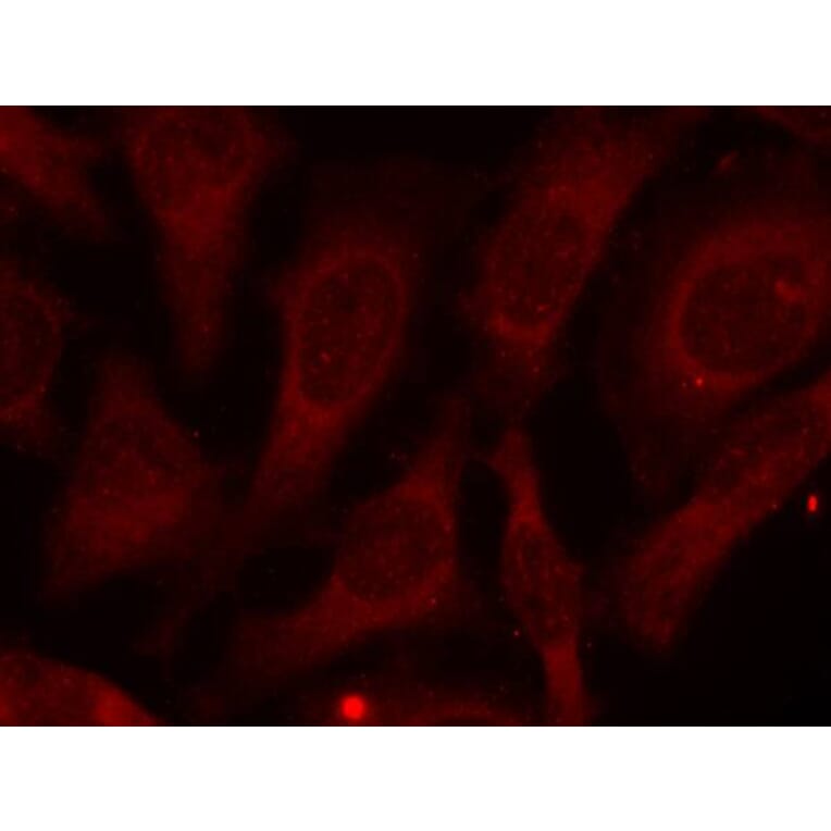 Immunofluorescence - CARM1 (Phospho-Ser228) antibody from Signalway Antibody (11331) - Antibodies.com