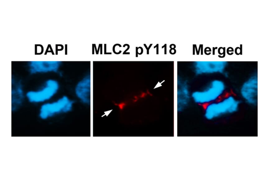 Immunofluorescence - MLC2 (Phospho-Tyr118) Antibody from Signalway Antibody (11589) - Antibodies.com