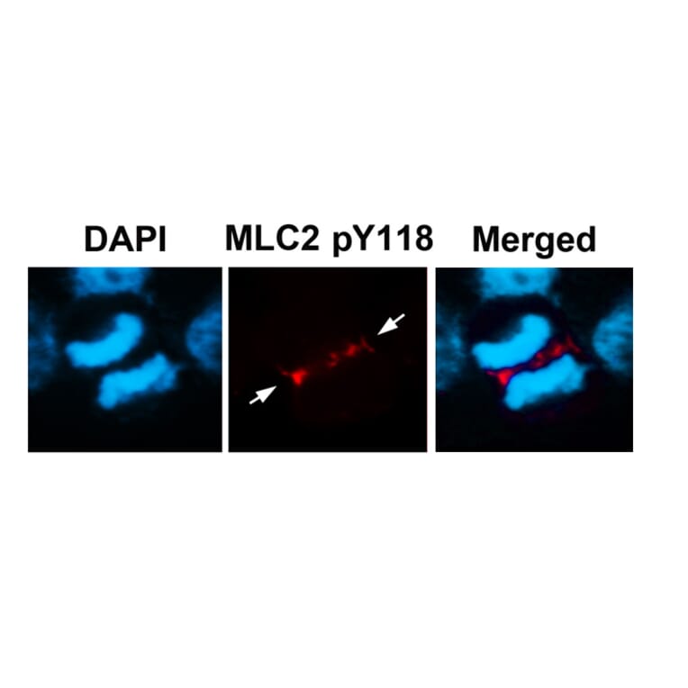 Immunofluorescence - MLC2 (Phospho-Tyr118) Antibody from Signalway Antibody (11589) - Antibodies.com