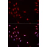 Immunofluorescence - CHEK1 (Phospho-Ser317) antibody from Signalway Antibody (12158) - Antibodies.com