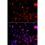 Immunofluorescence - CHEK1 (Phospho-Ser317) antibody from Signalway Antibody (12158) - Antibodies.com