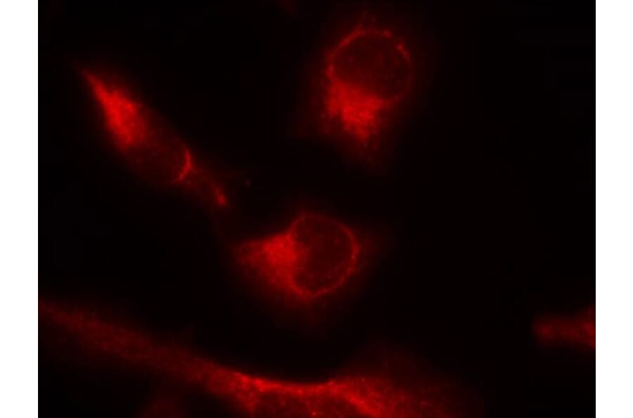 Immunofluorescence - Tau (Phospho-Ser356) Antibody from Signalway Antibody (11101) - Antibodies.com
