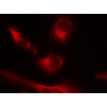 Immunofluorescence - Tau (Phospho-Ser356) Antibody from Signalway Antibody (11101) - Antibodies.com
