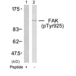 Western blot - FAK (Phospho-Tyr925) Antibody from Signalway Antibody (11123) - Antibodies.com