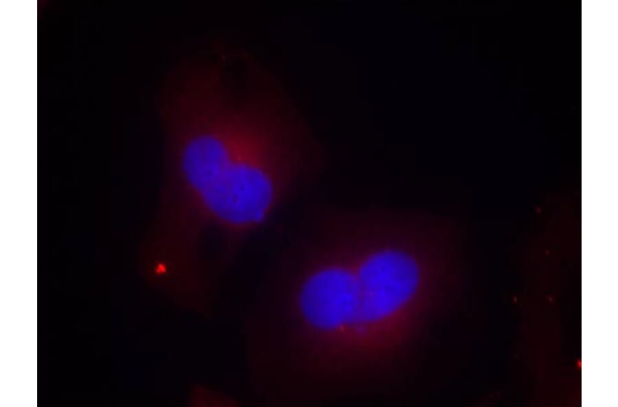 Immunofluorescence - FAK (Phospho-Tyr925) Antibody from Signalway Antibody (11123) - Antibodies.com