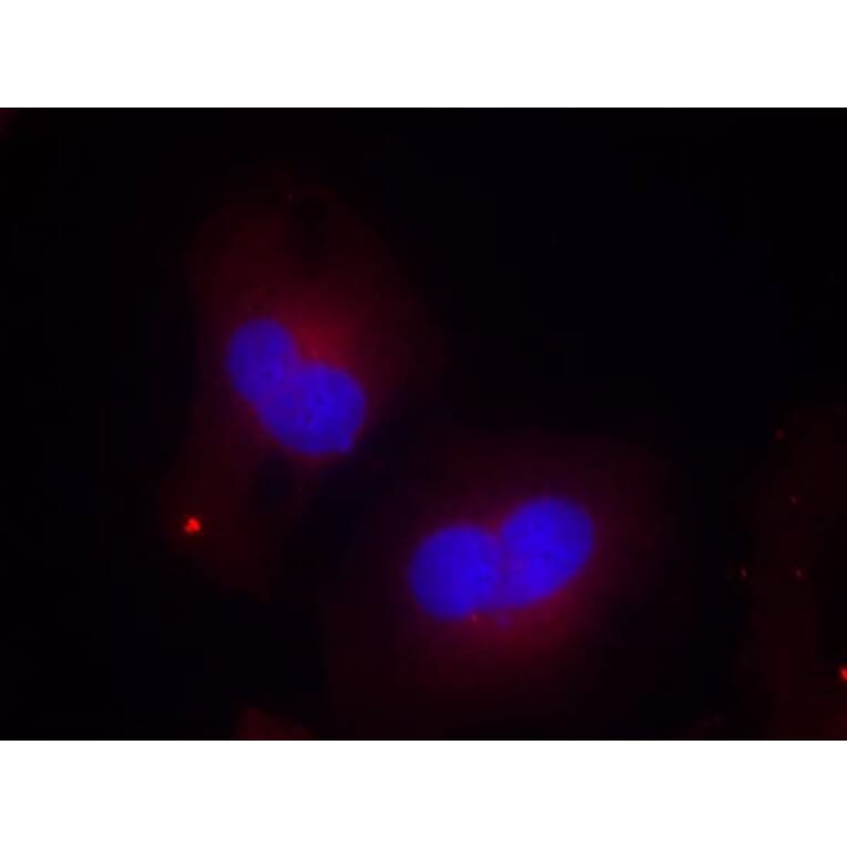 Immunofluorescence - FAK (Phospho-Tyr925) Antibody from Signalway Antibody (11123) - Antibodies.com