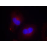 Immunofluorescence - FAK (Phospho-Tyr925) Antibody from Signalway Antibody (11123) - Antibodies.com