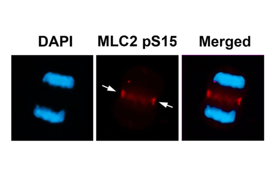 Immunofluorescence - MLC2 (Phospho-Ser15) Antibody from Signalway Antibody (11590) - Antibodies.com