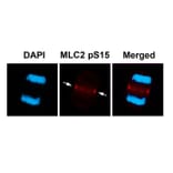 Immunofluorescence - MLC2 (Phospho-Ser15) Antibody from Signalway Antibody (11590) - Antibodies.com