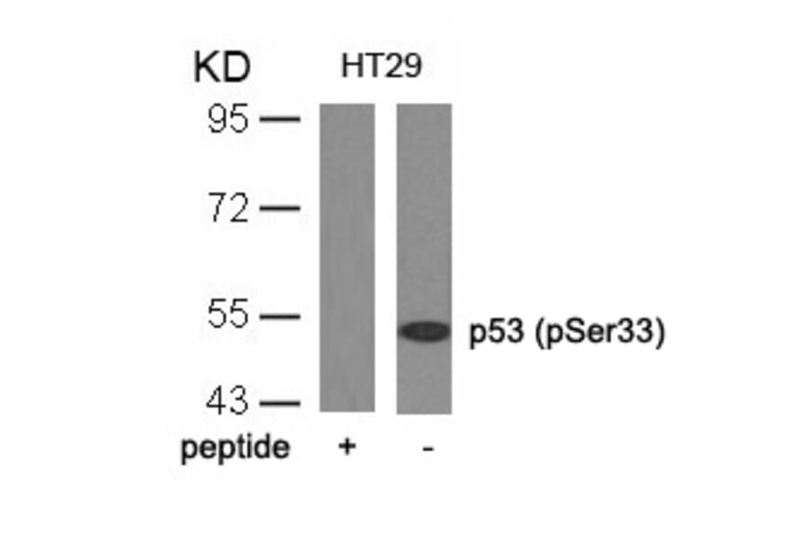 Western blot - p53 (Phospho-Ser33) Antibody from Signalway Antibody (11097) - Antibodies.com