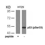 Western blot - p53 (Phospho-Ser33) Antibody from Signalway Antibody (11097) - Antibodies.com