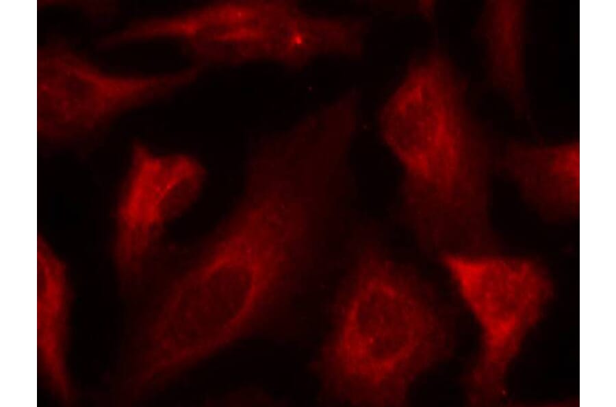 Immunofluorescence - p53 (Phospho-Ser33) Antibody from Signalway Antibody (11097) - Antibodies.com
