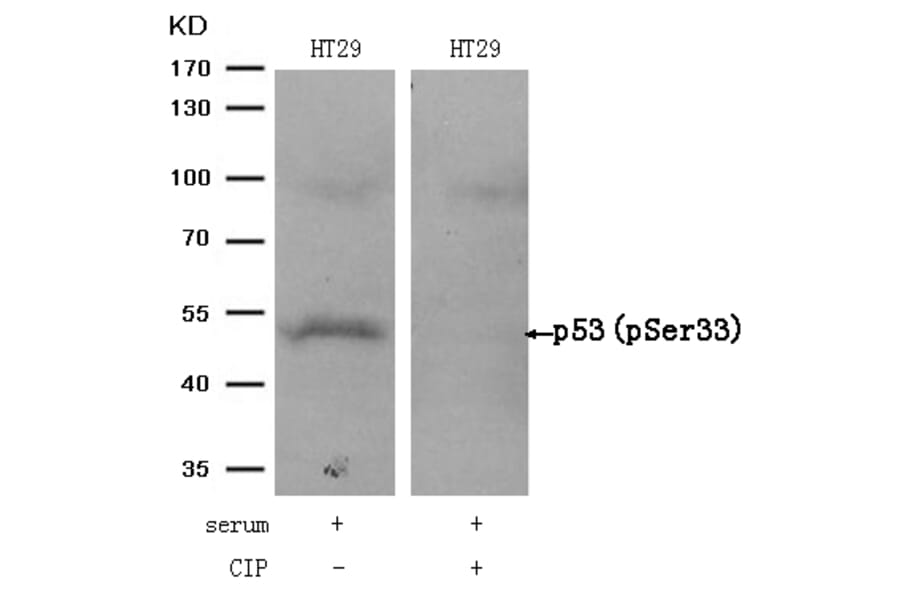 Western blot - p53 (Phospho-Ser33) Antibody from Signalway Antibody (11097) - Antibodies.com