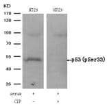 Western blot - p53 (Phospho-Ser33) Antibody from Signalway Antibody (11097) - Antibodies.com