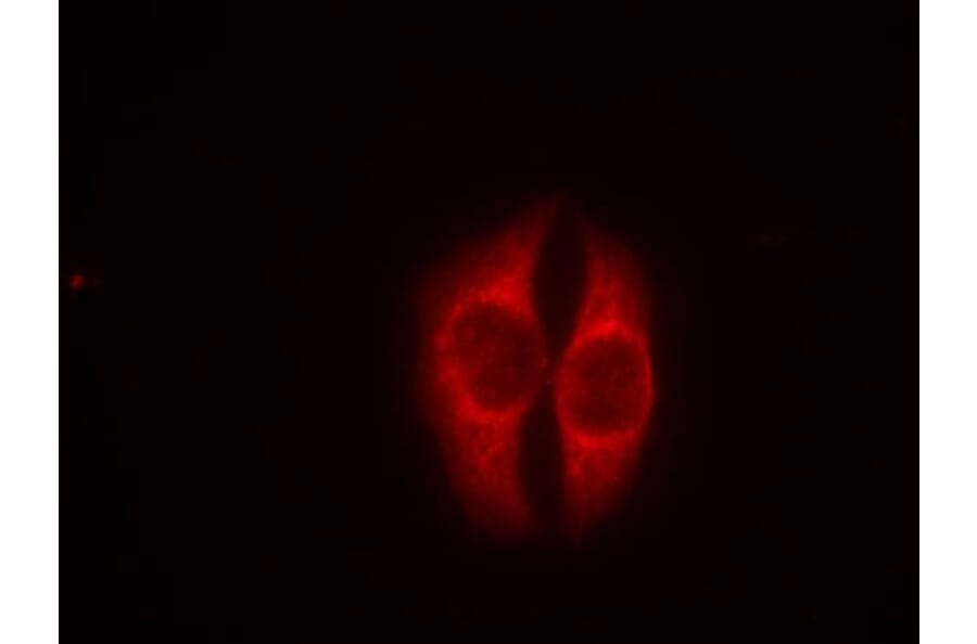 Immunofluorescence - p53 (Phospho-Ser37) Antibody from Signalway Antibody (11098) - Antibodies.com