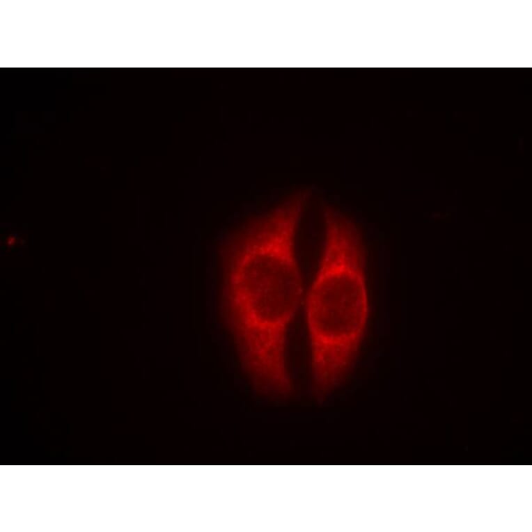 Immunofluorescence - p53 (Phospho-Ser37) Antibody from Signalway Antibody (11098) - Antibodies.com