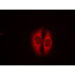 Immunofluorescence - p53 (Phospho-Ser37) Antibody from Signalway Antibody (11098) - Antibodies.com